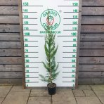 Cyprusovec leylandský (Cupressocyparis leylandii) - výška 110-140 cm, kont. C3L 